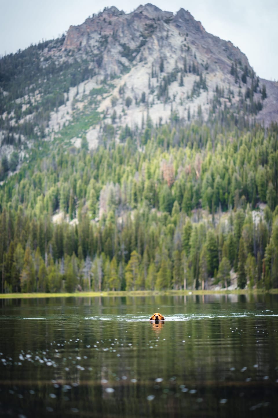Calm alpine lake beneath a granite peak and evergreen forest