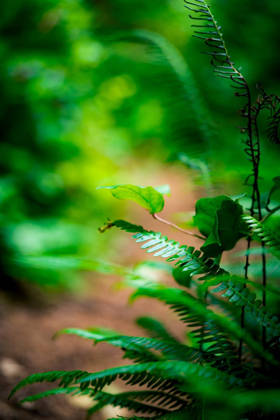 Sunlit ferns glowing in soft focus on the forest floor