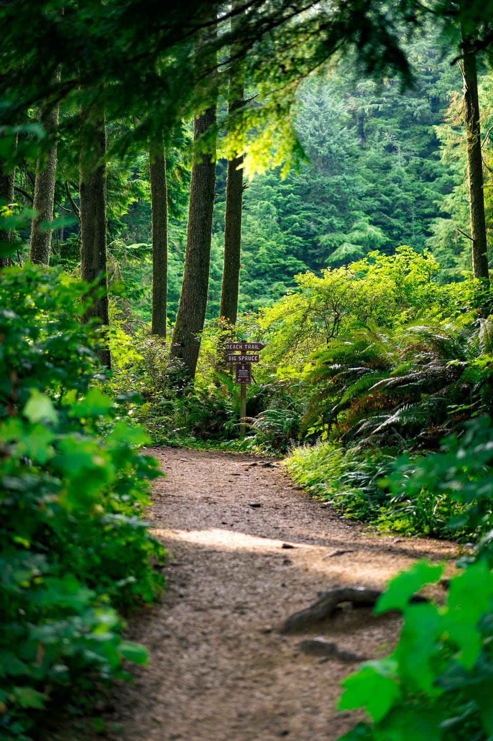 Narrow dirt trail winding through a lush, fern-filled forest