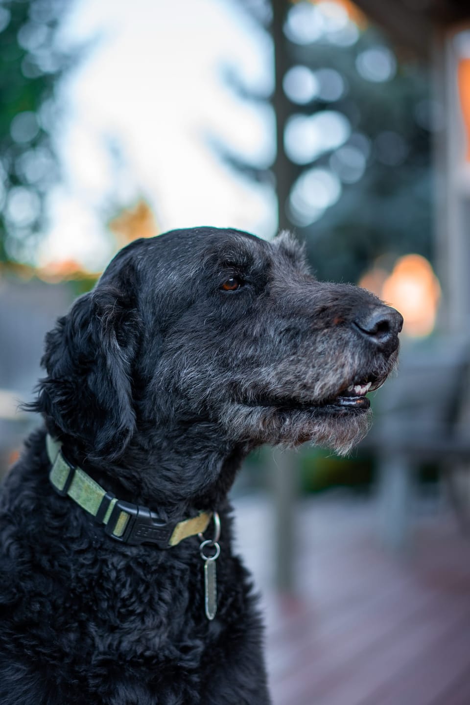 Black dog gazing to the side in soft evening light