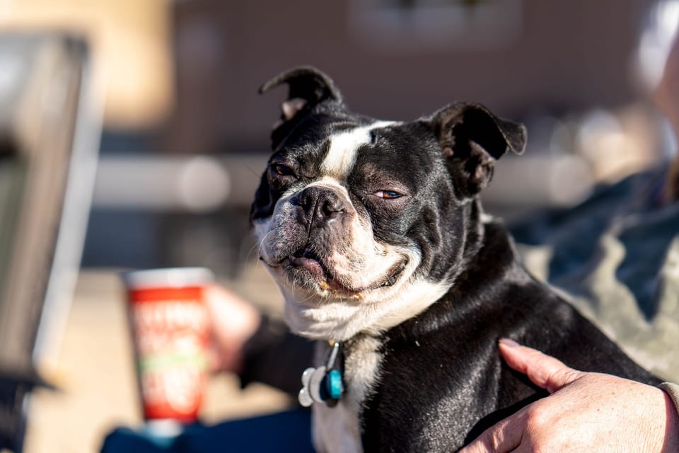 Boston terrier looking up while being petted