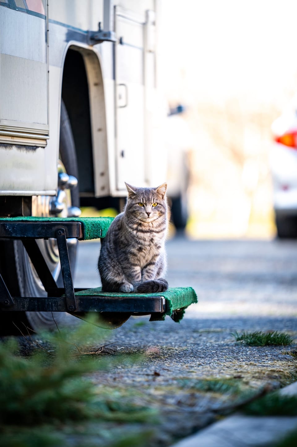 Cat sitting outside an RV