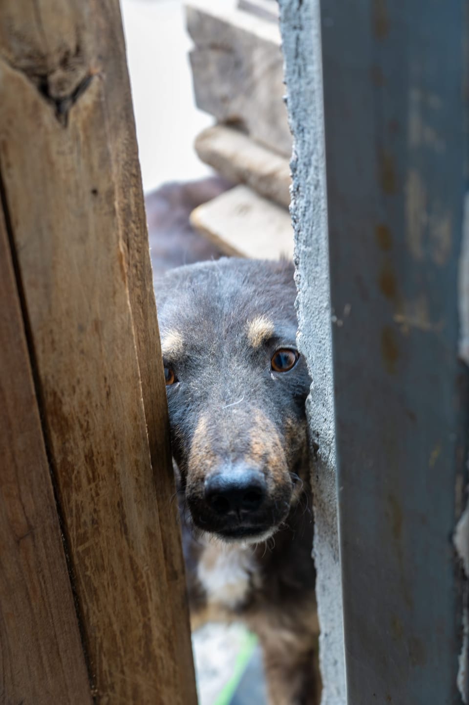 Dog peeking through a gap in a wooden fence