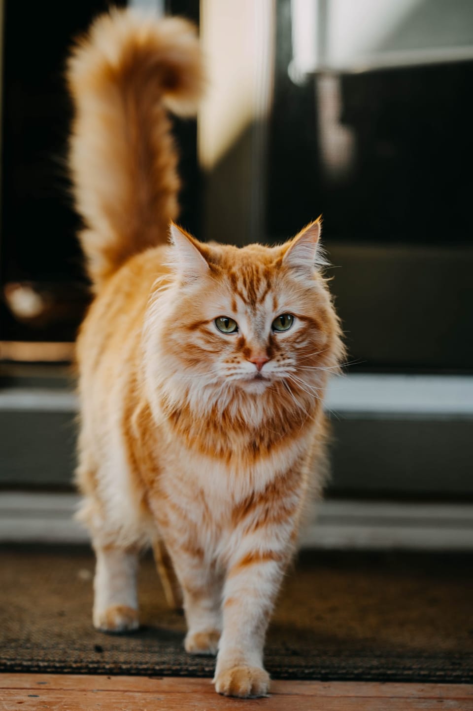 Fluffy orange cat walking with its tail up