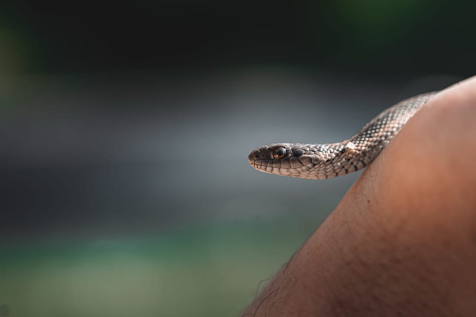 Small snake resting on a person's hand