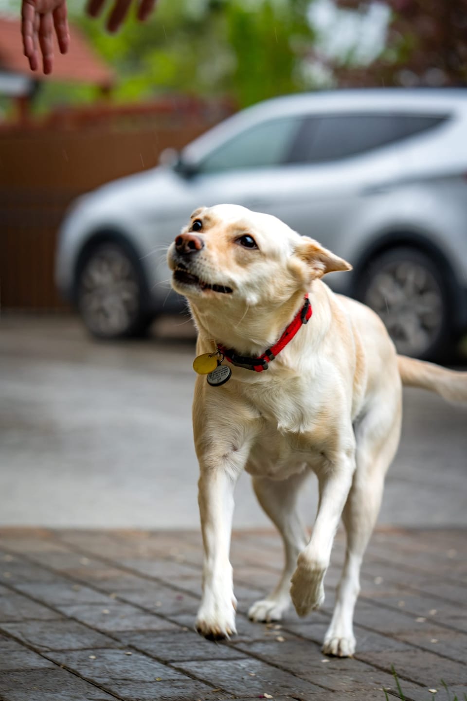 White dog standing on a brick sidewalk