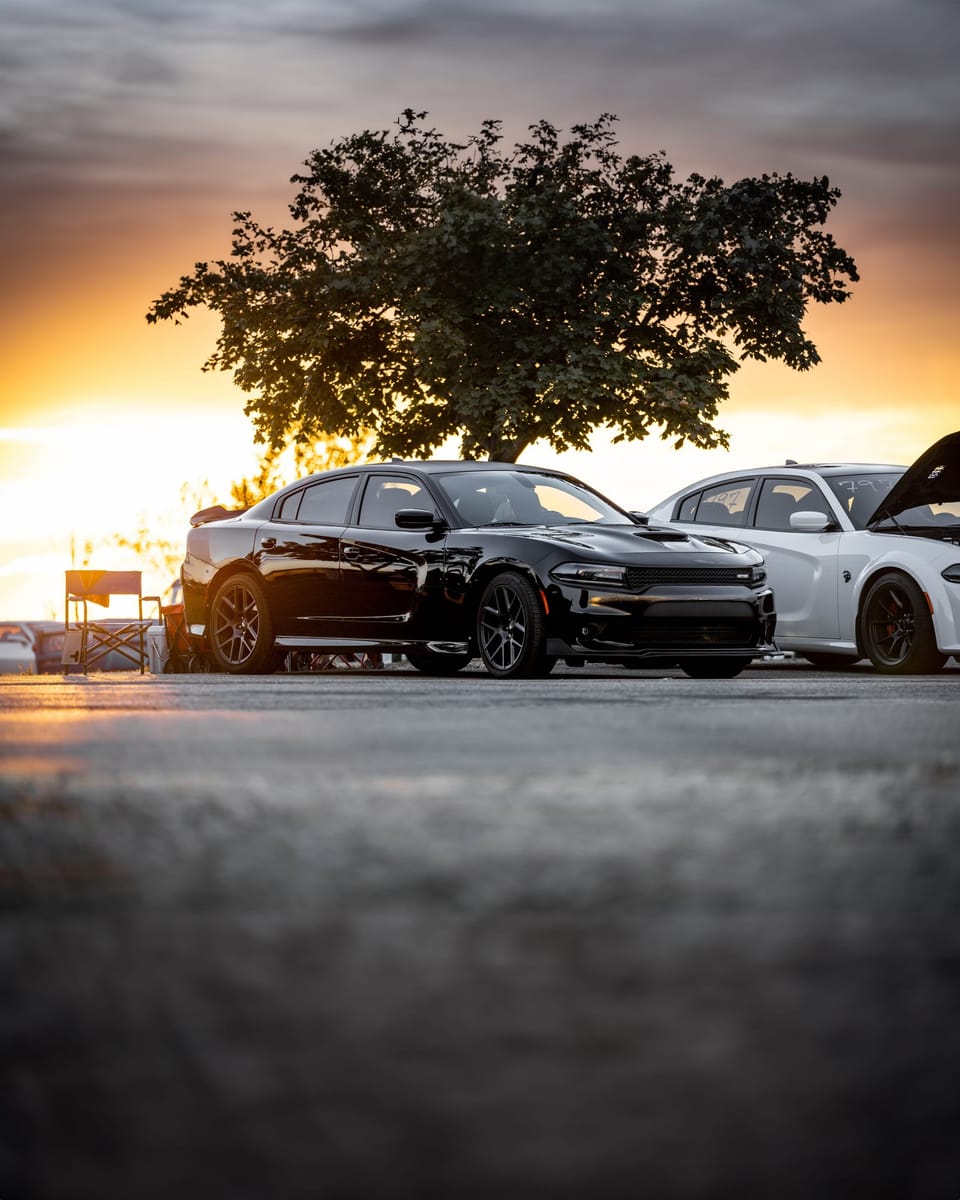 Cars lined up beneath a large tree at sunset
