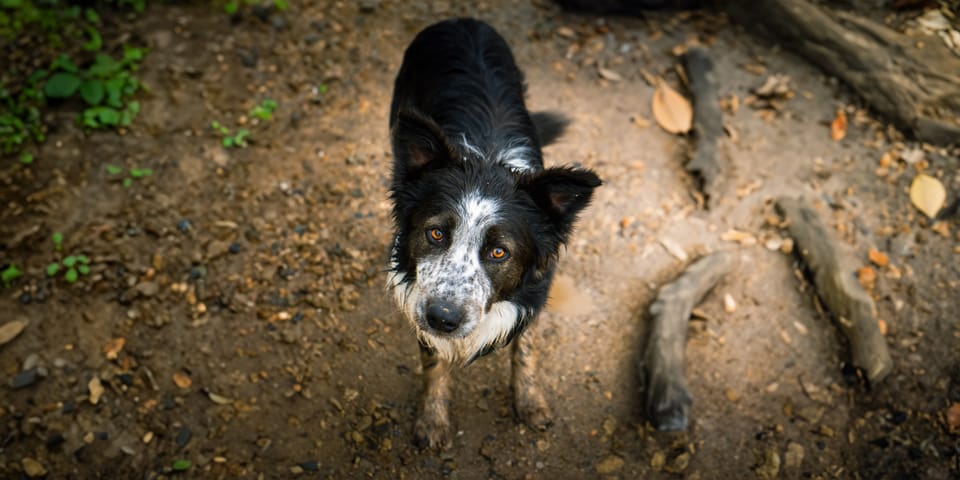 Black and white border collie looking up on a dirt trail